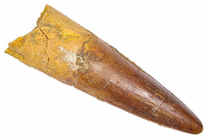Fossil Spinosaurus Tooth - Real Dinosaur Tooth #382385